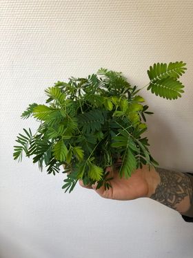 Mimosa Pudica "Plante Sensitive"