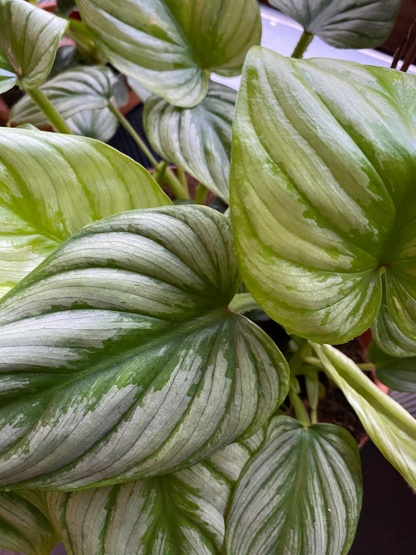 Philodendron Mamei