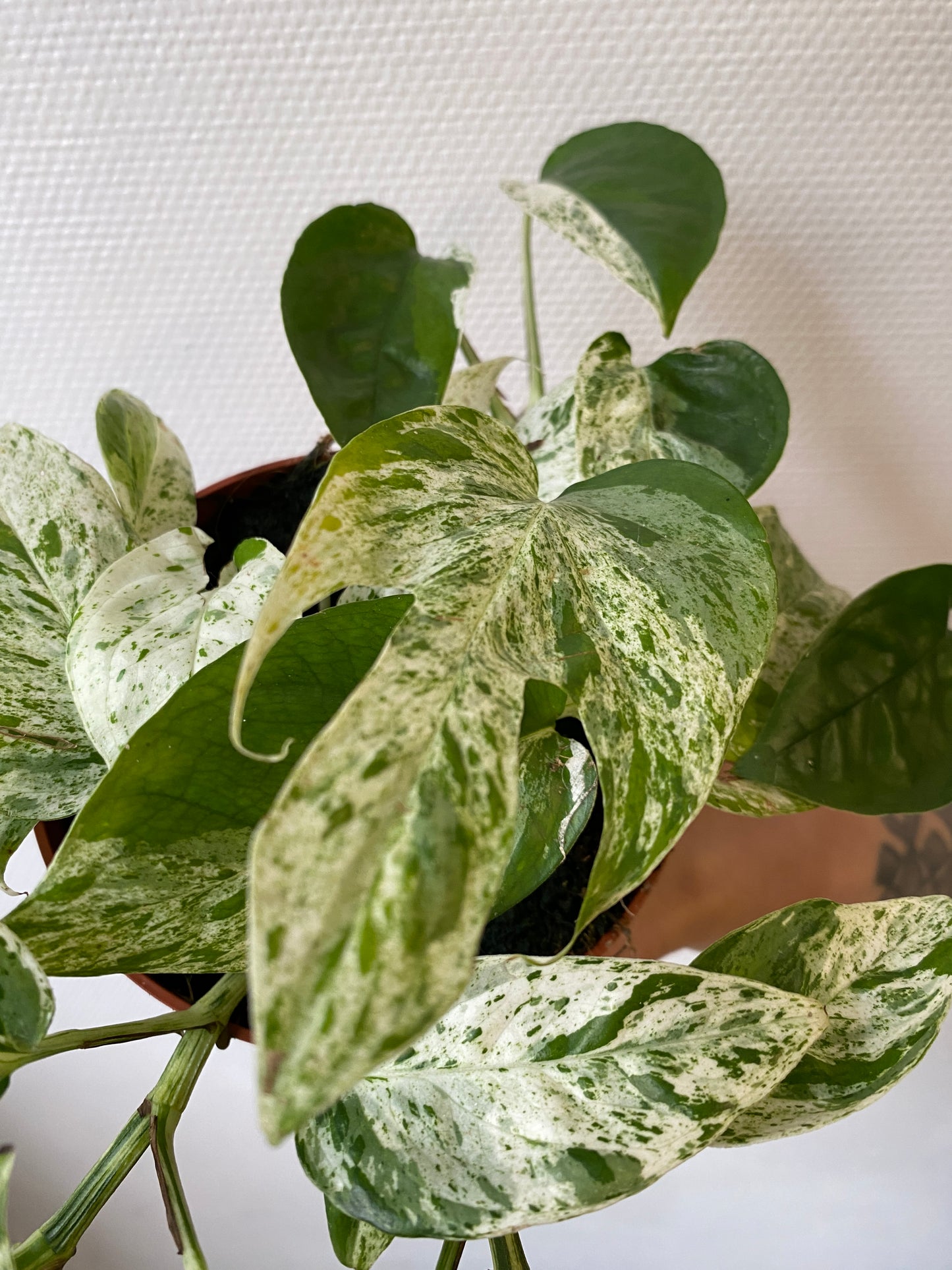 Epipremnum Pinnatum Marble Variegata