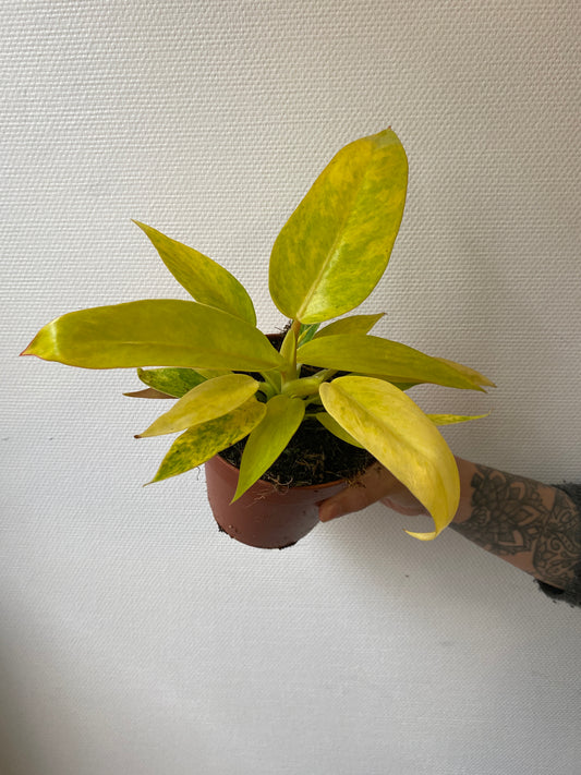 Philodendron Calkins Gold