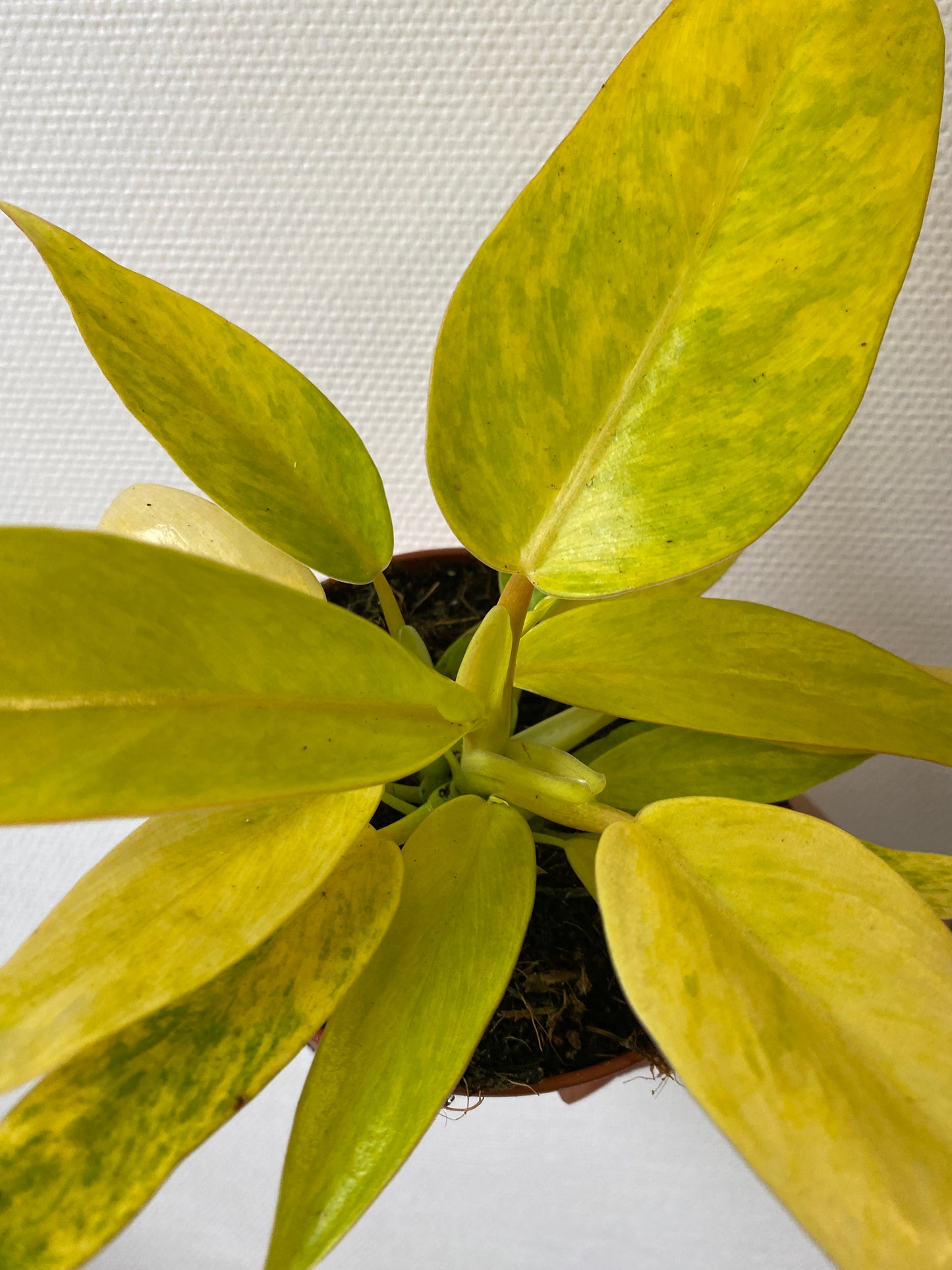 Philodendron Calkins Gold