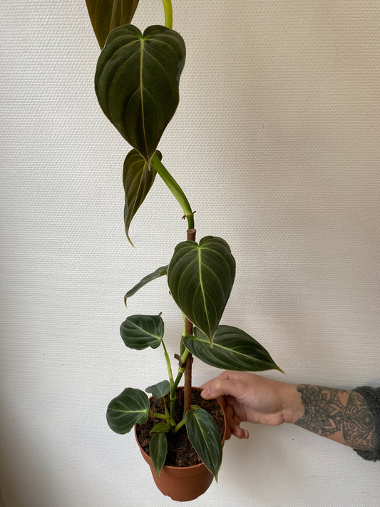 Philodendron Melanochrysum