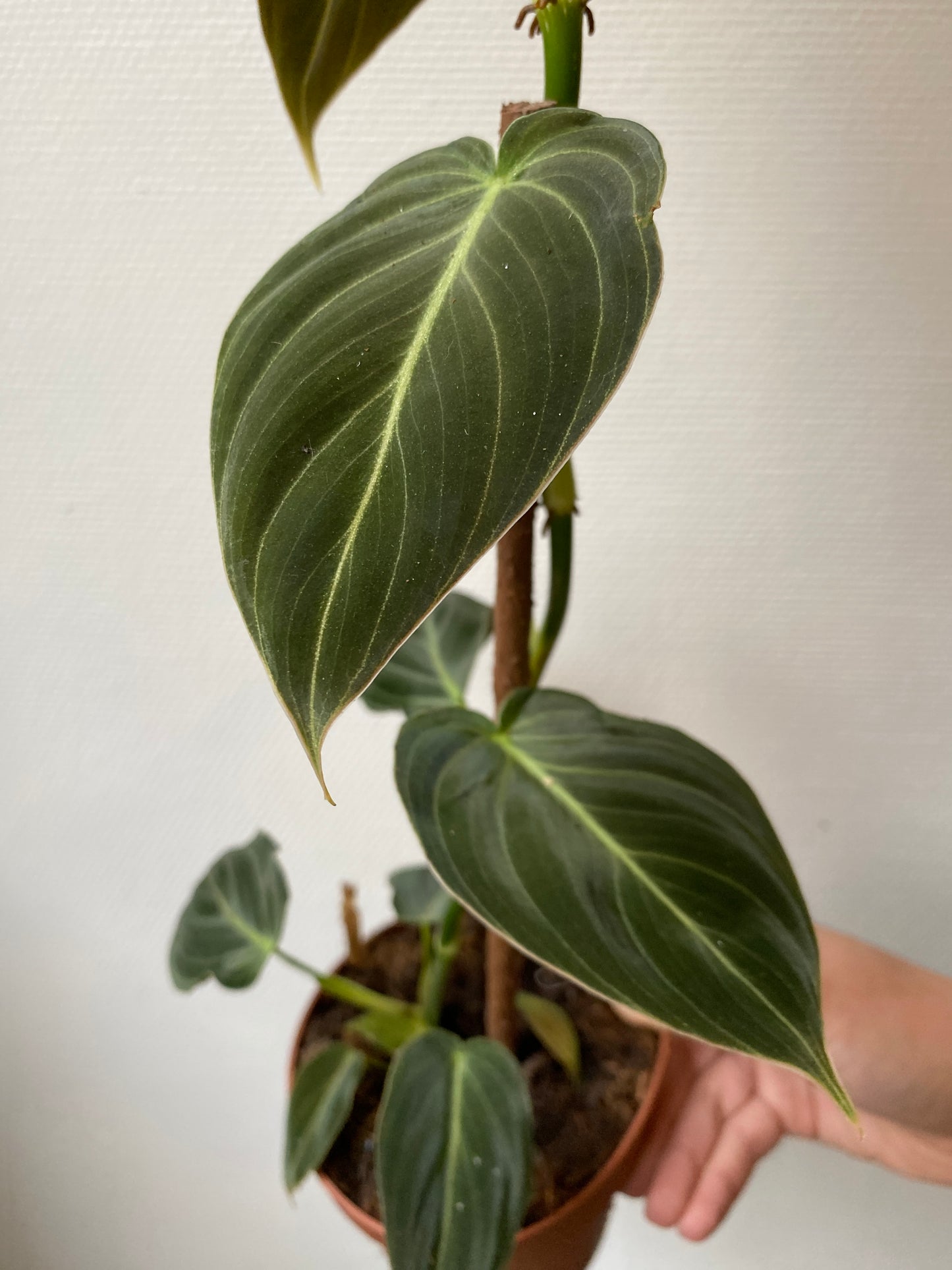 Philodendron Melanochrysum