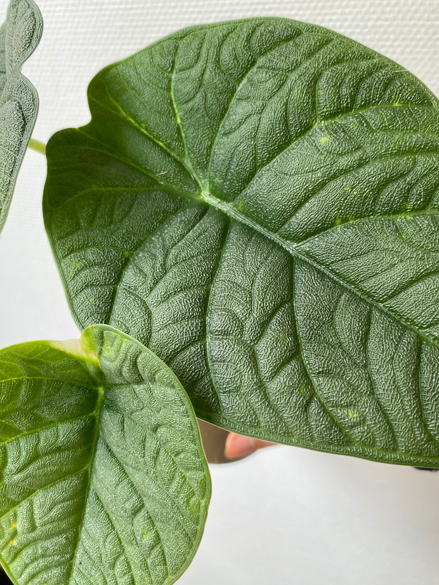 Alocasia Melo