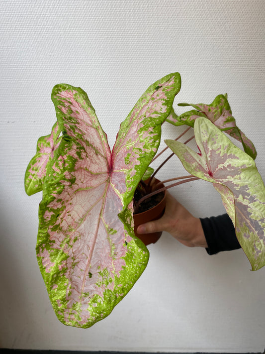 Caladium Pink Cloud