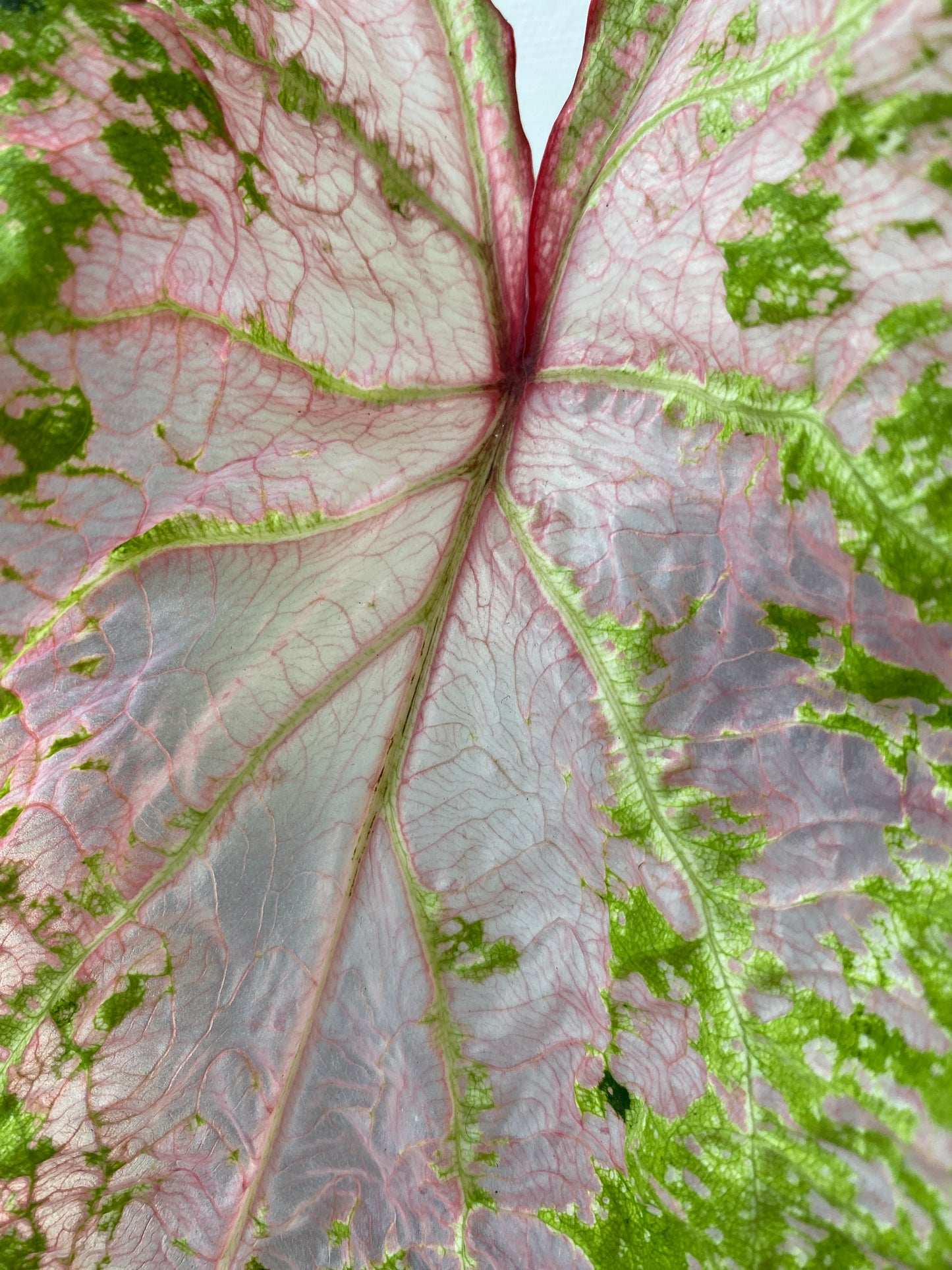 Caladium Pink Cloud