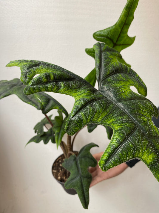 Alocasia Jacklyn