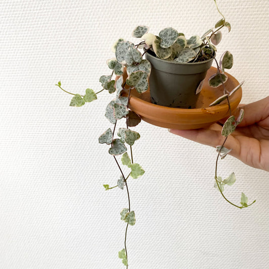 Ceropegia Woodii Variegata