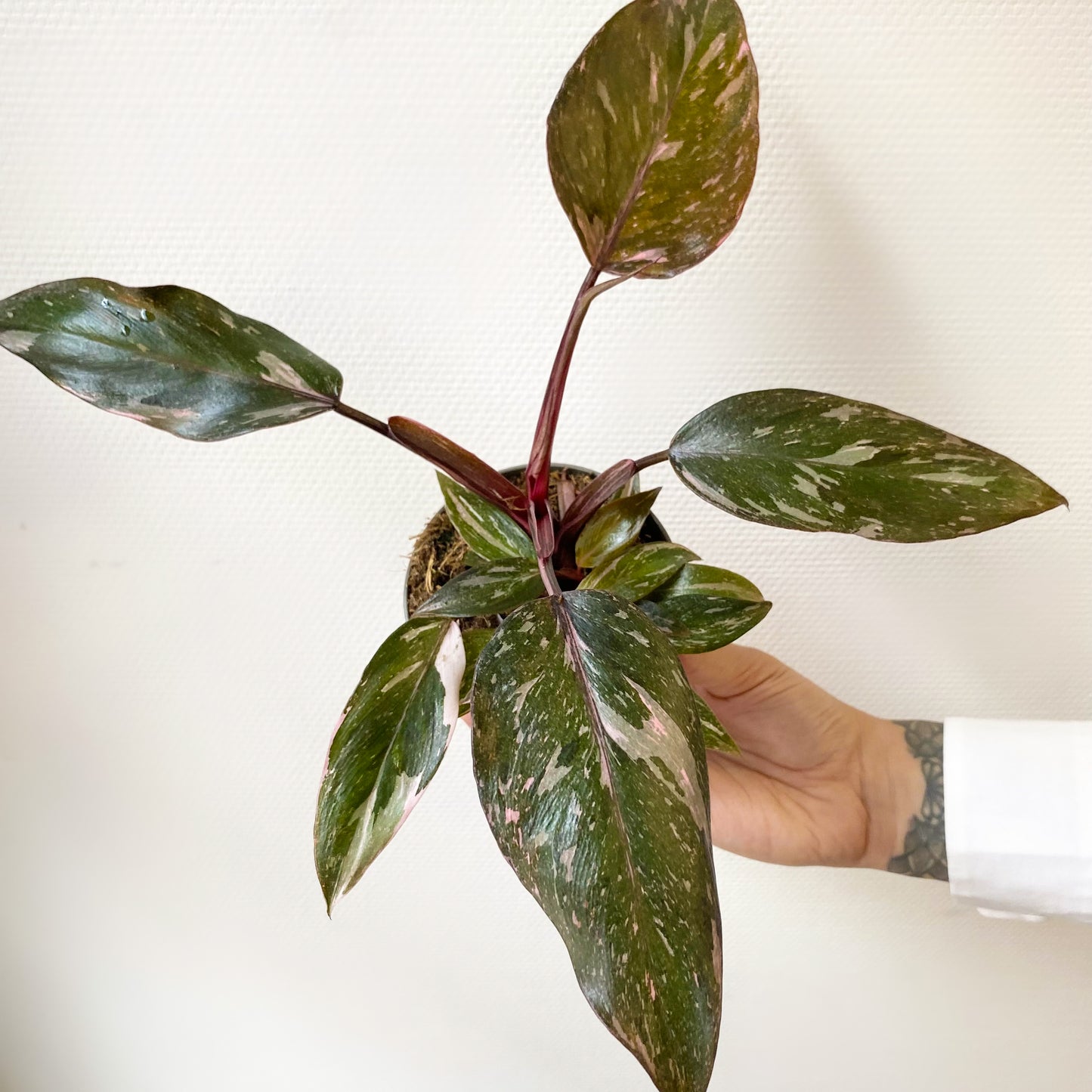 Philodendron Pink Marble