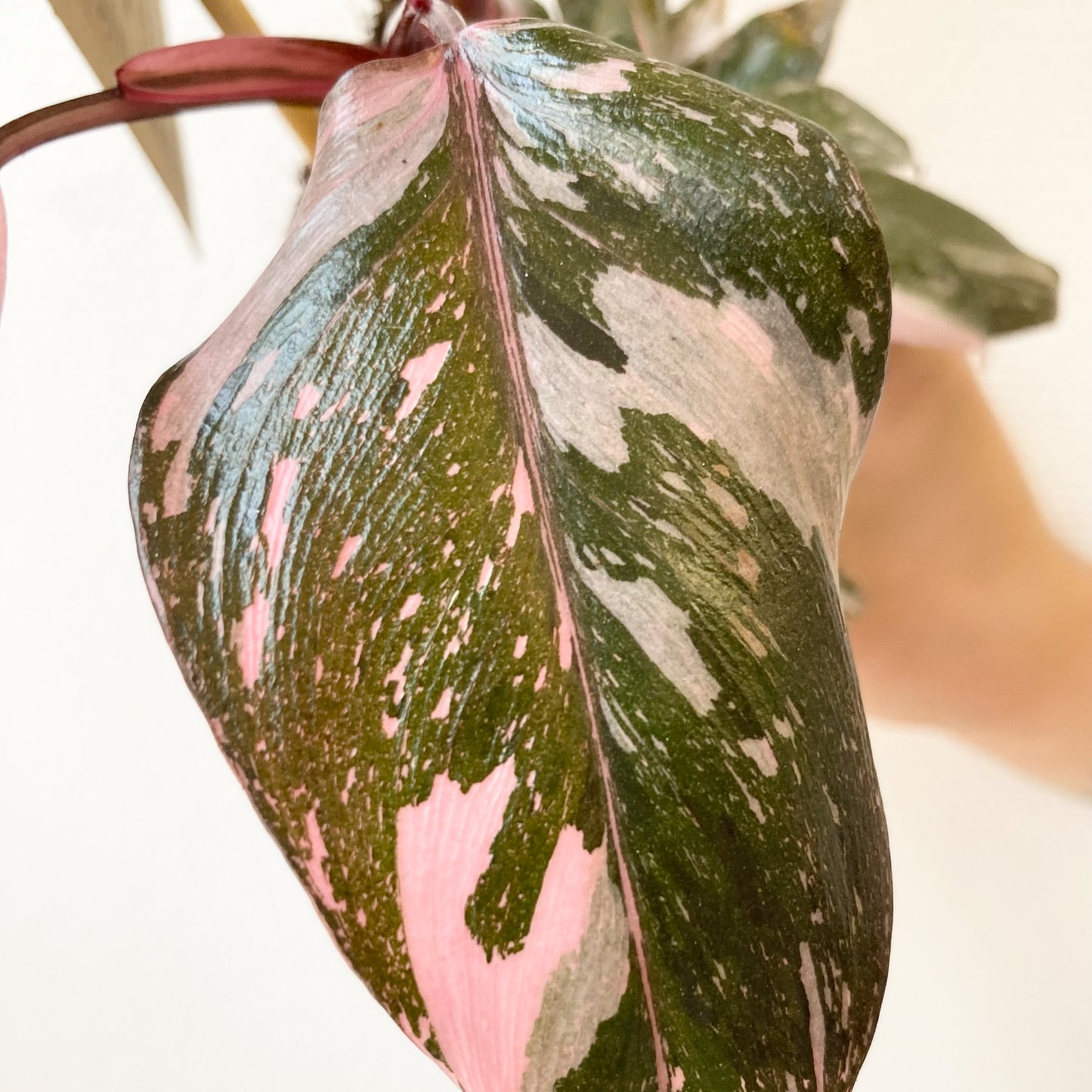 Philodendron Pink Marble