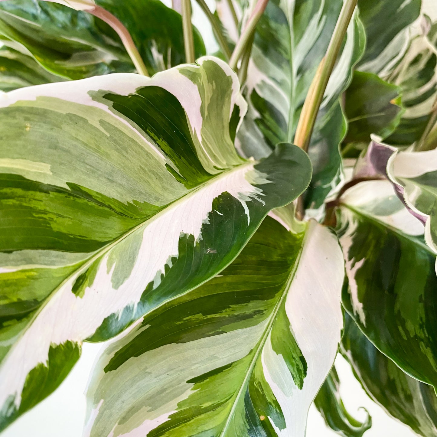 Calathea White Fusion