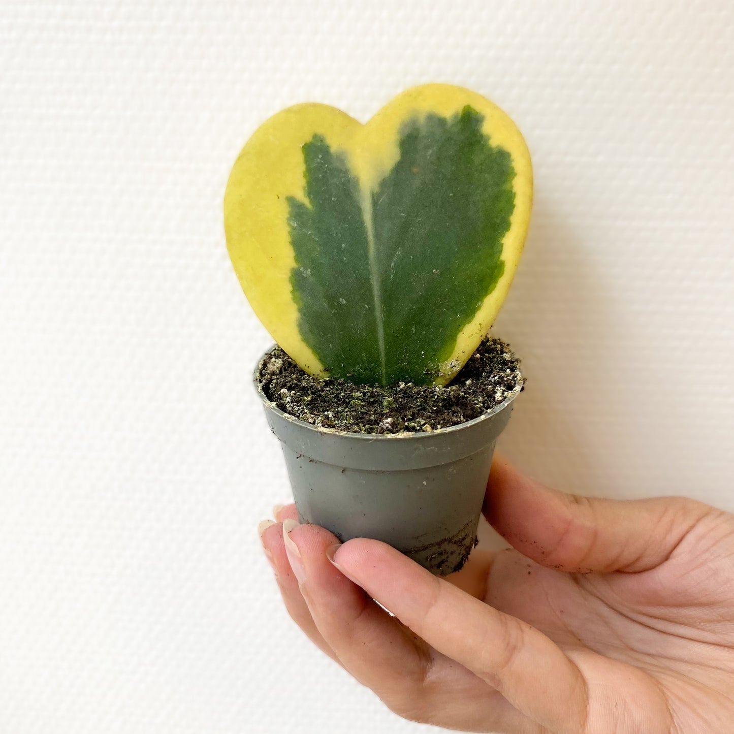 Hoya Kerrii Variegata