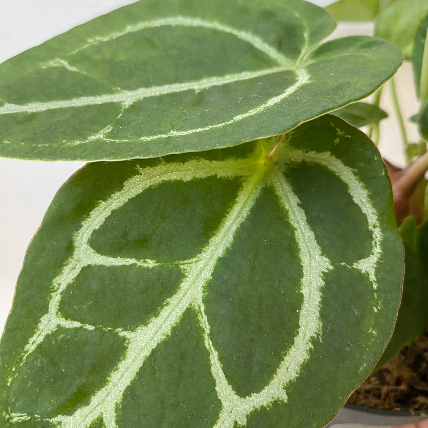 Anthurium Crystallinum