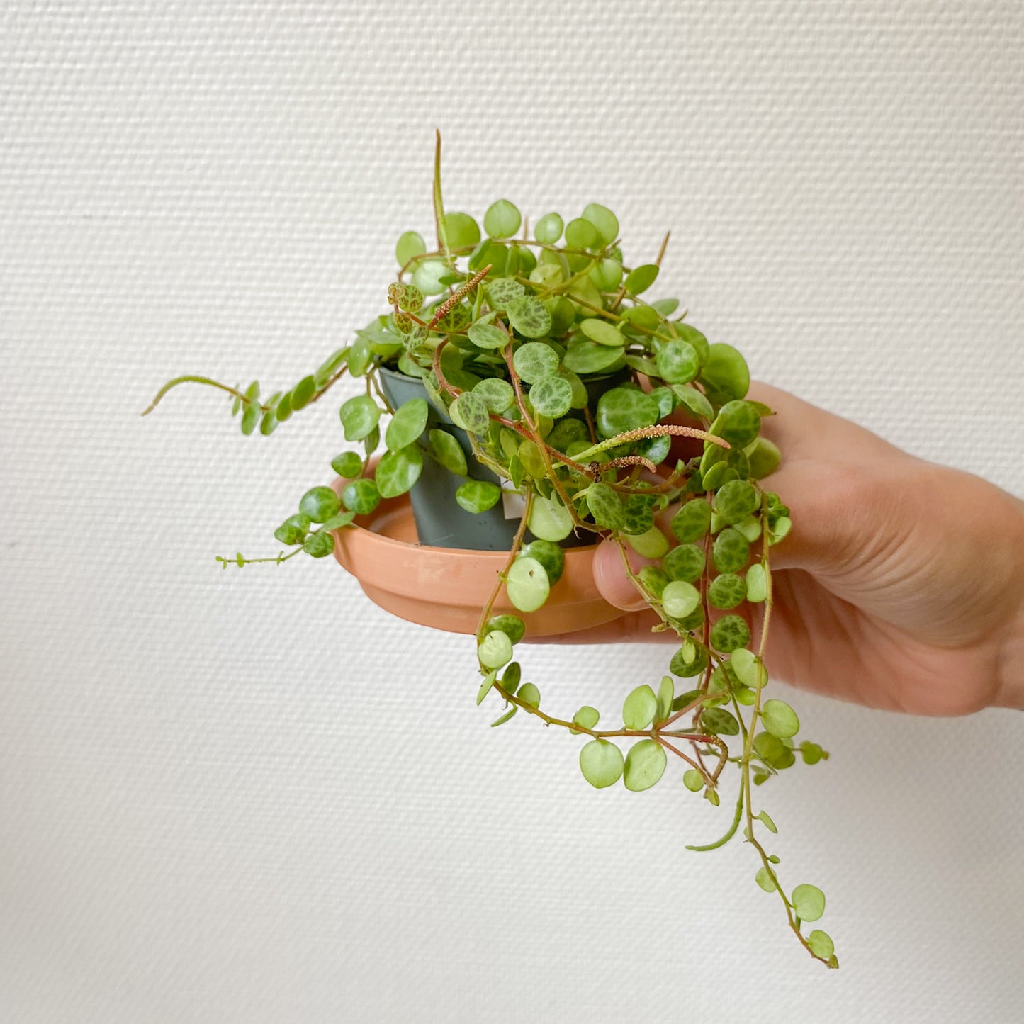 Peperomia prostrata "String of Turtles"