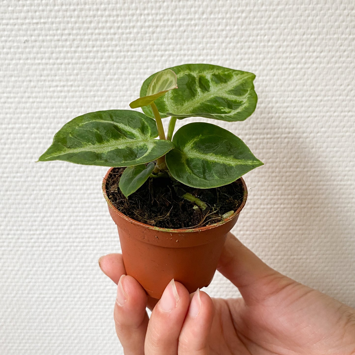 Anthurium Silver Blush mini