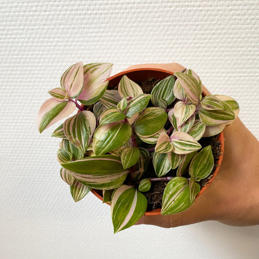 Tradescantia fluminensis "Quadricolor" mini