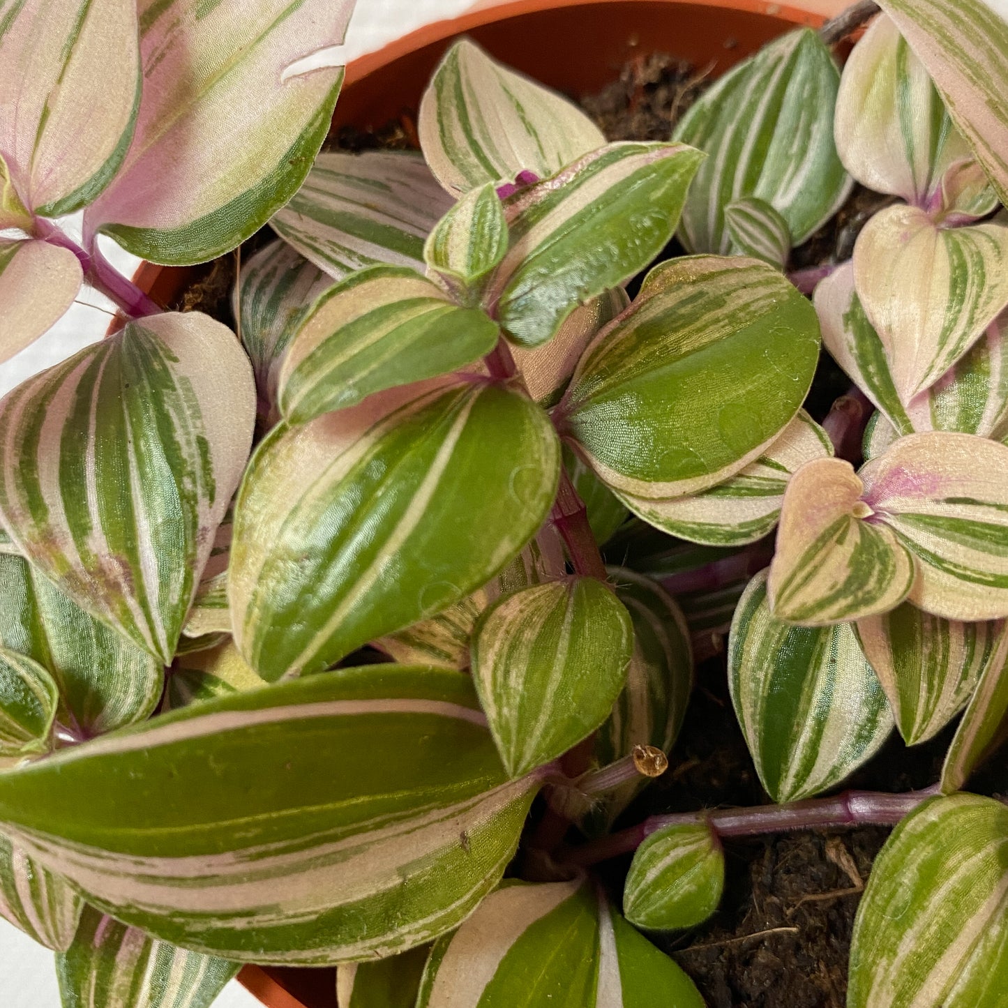 Tradescantia fluminensis "Quadricolor" mini