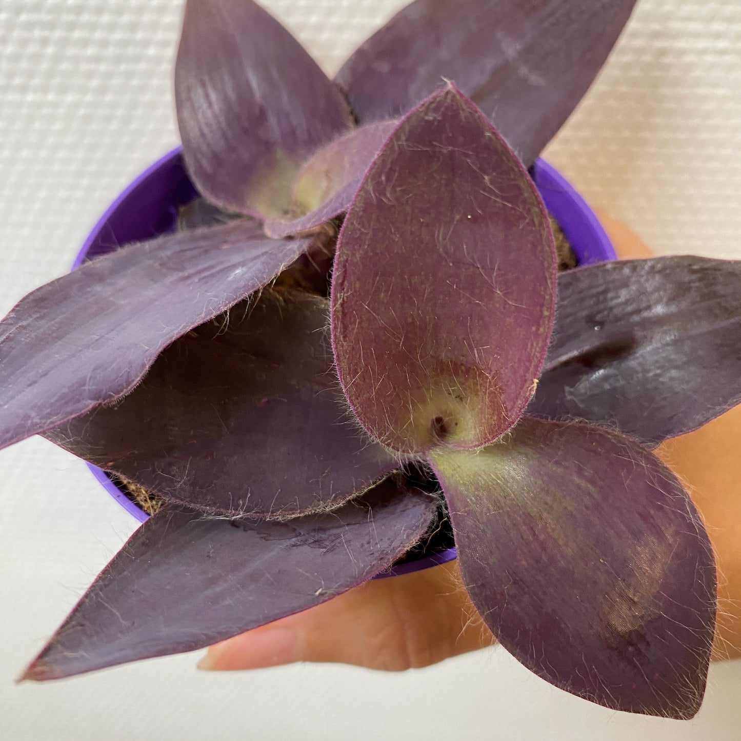 Tradescantia Pallida mini