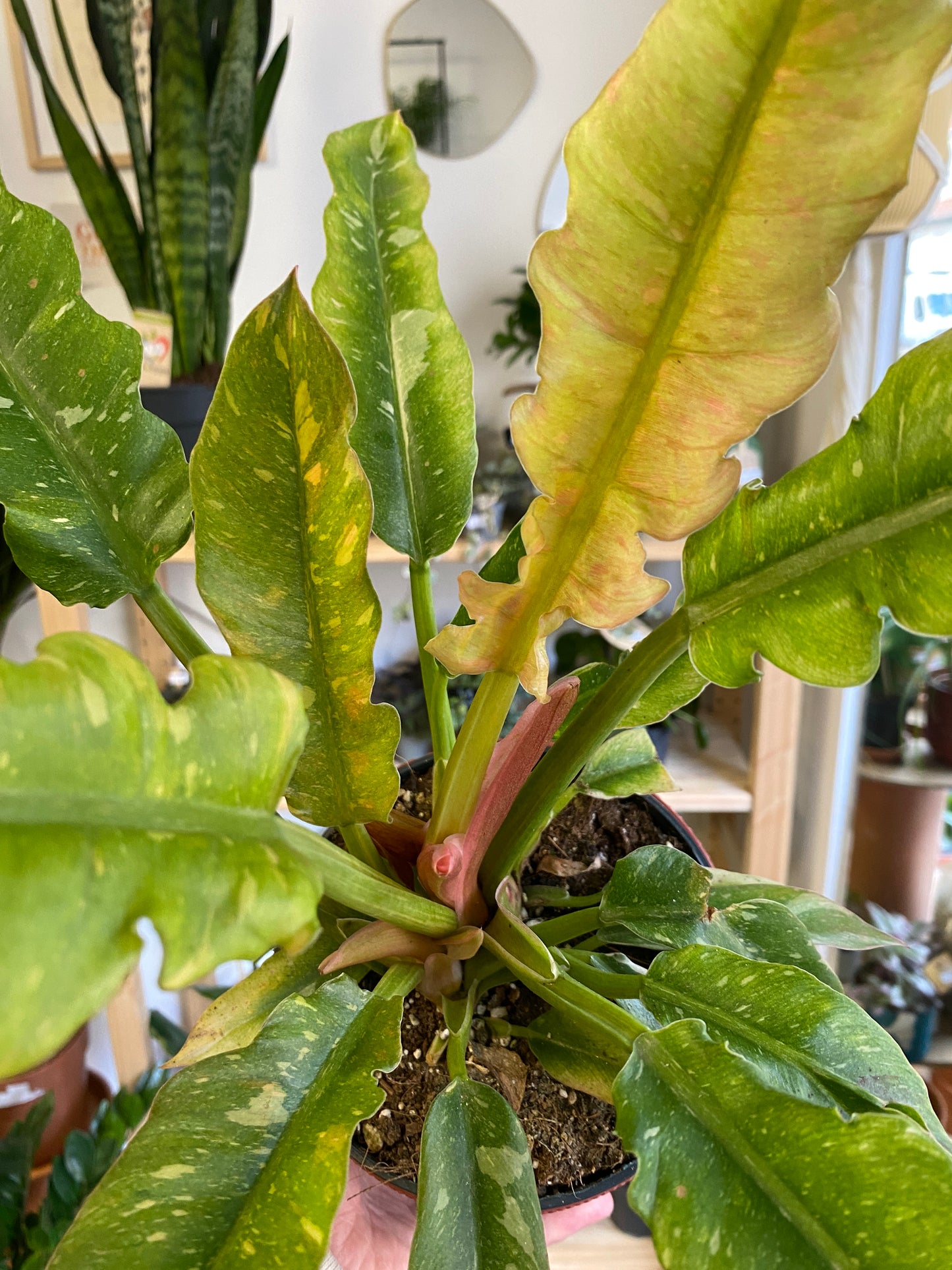 Philodendron Ring of Fire